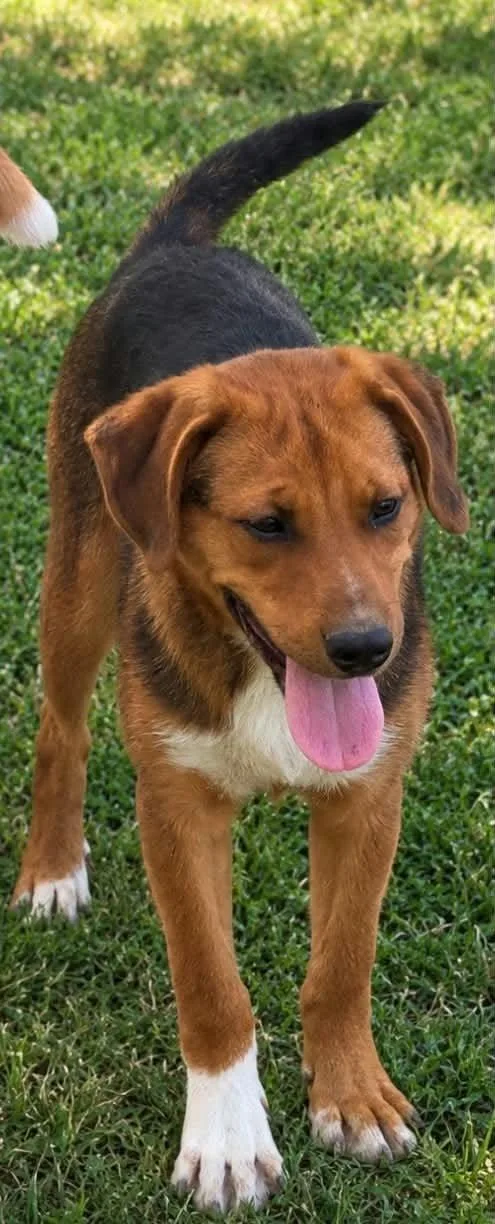 A young medium-sized male Hound dog named Jack for adoption in Frenchburg, KY