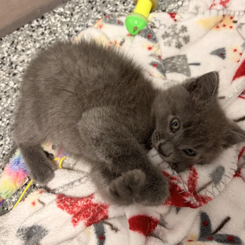 A baby medium-sized male Domestic Short Hair cat named Mowgli for adoption in Bryan, OH