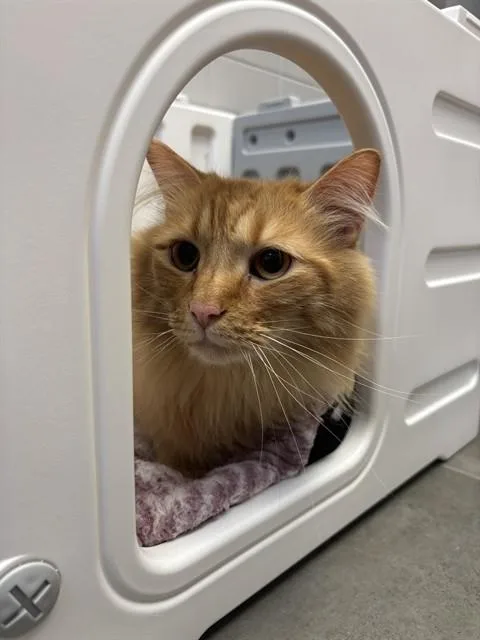 An adult medium-sized male Domestic Short Hair cat named Mochi for adoption in Omaha, NE