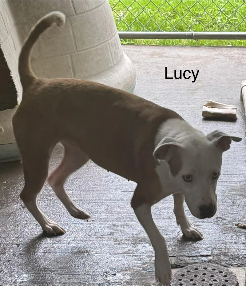 Lucy