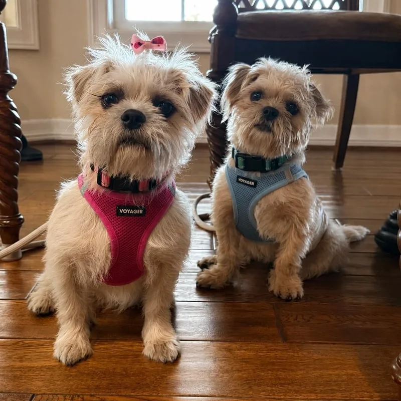 A baby small-sized female Apricot / Beige Brussels Griffon dog named Sprout & Kiwi for adoption in las vegas, NV
