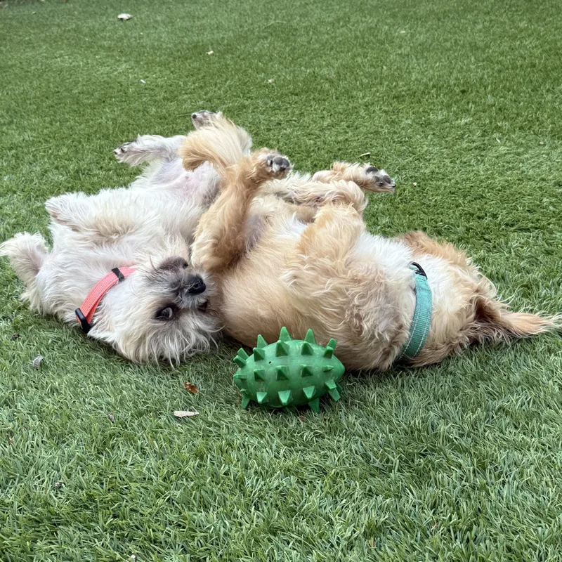 Sprout & Kiwi thumbnail 2