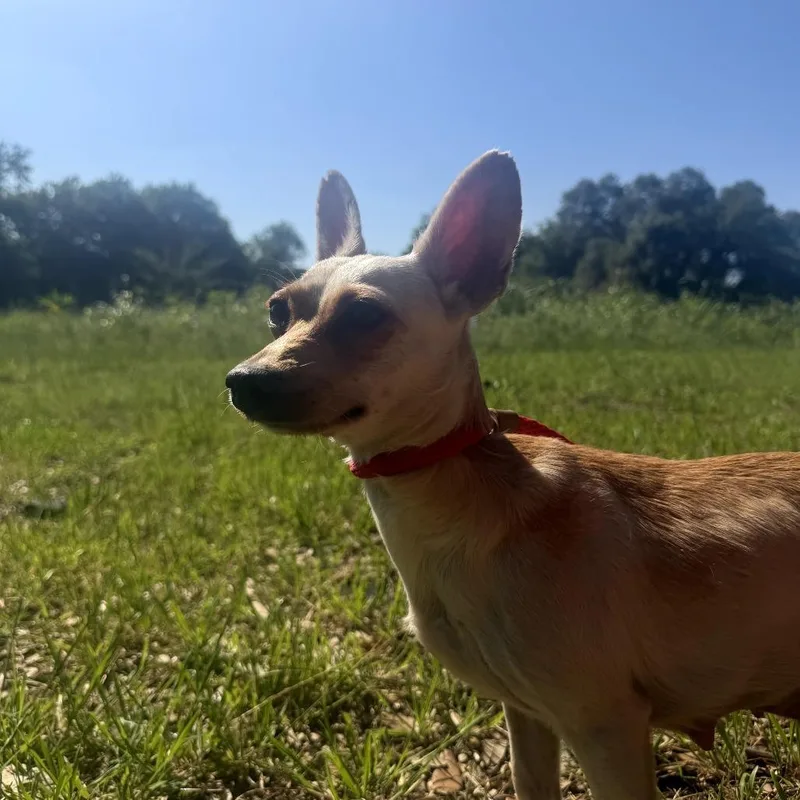 An adult small-sized female White / Cream Mixed Breed dog named Raspberry for adoption in Leander, TX