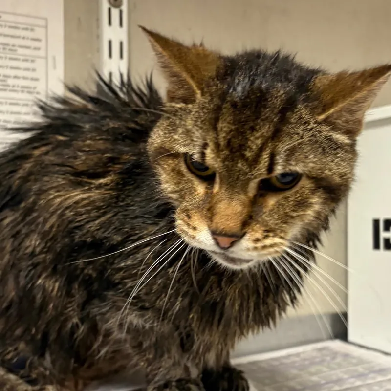 A senior medium-sized male Brown / Chocolate Domestic Short Hair cat named Peppe for adoption in Yuma, AZ