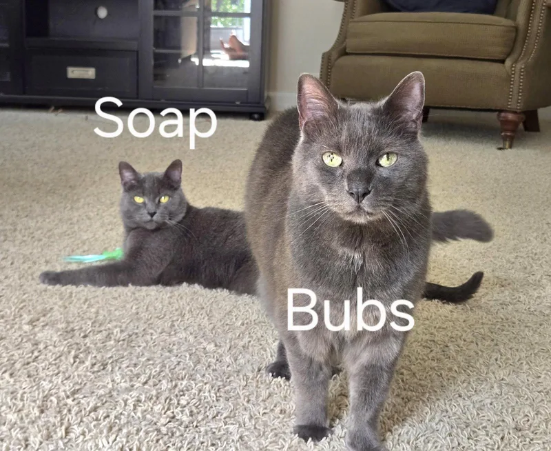 A senior medium-sized male Gray / Blue / Silver Domestic Short Hair cat named Bubbles for adoption in Wheaton, IL