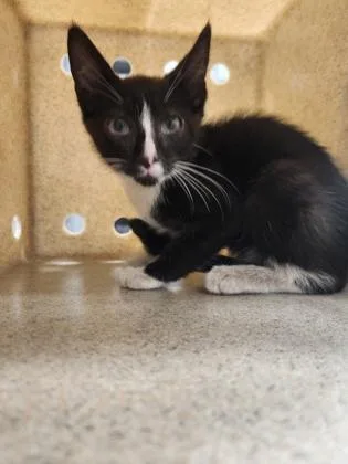 A baby small-sized male Domestic Short Hair cat named Batman for adoption in Gastonia, NC