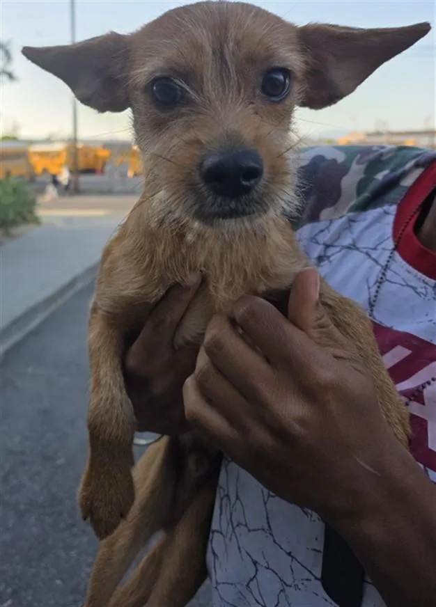A young small-sized male Yorkshire Terrier dog named Liam for adoption in Los Angeles, CA