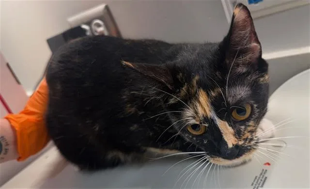 A young small-sized female Domestic Short Hair cat named Buttercup for adoption in Baytown, TX