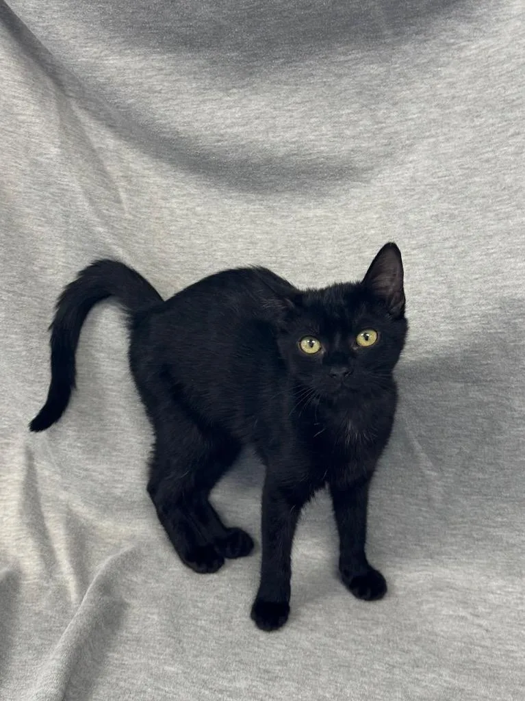 A baby medium-sized female Domestic Short Hair cat named Kimiko for adoption in Newberg, OR