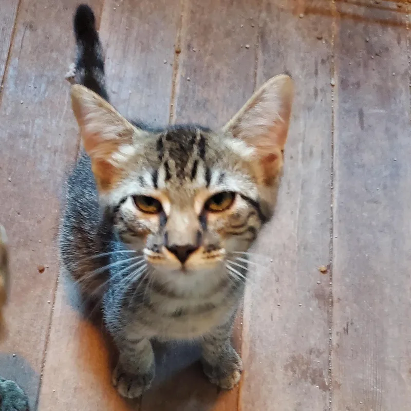 A baby medium-sized male Tabby (Brown / Chocolate) Domestic Short Hair cat named Ramona for adoption in Stockholm, WI