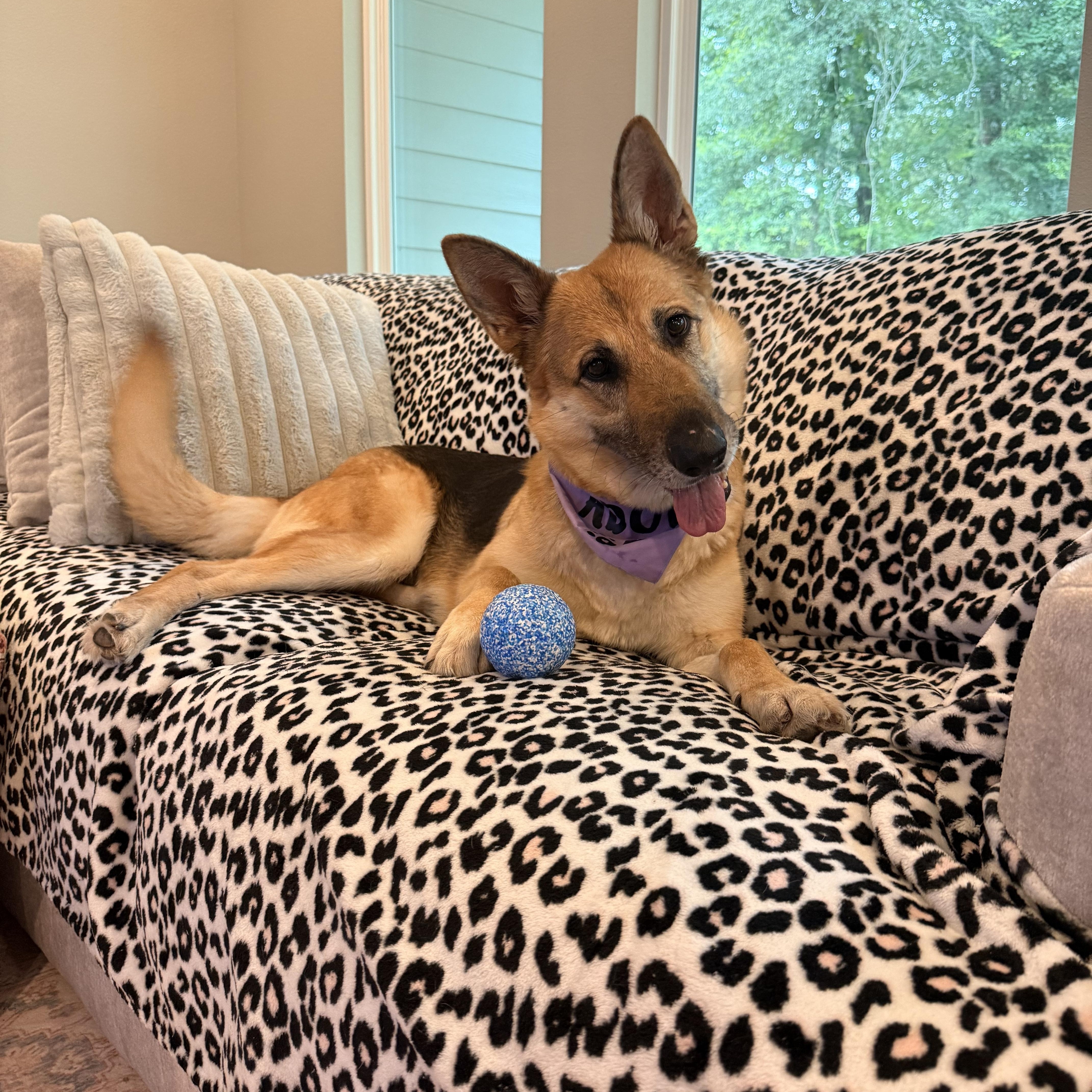 An adult medium-sized female Tricolor (Brown, Black, & White) German Shepherd Dog dog named Sadie for adoption in Spring, TX
