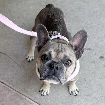 An adult small-sized female French Bulldog dog named Pepperoncini for adoption