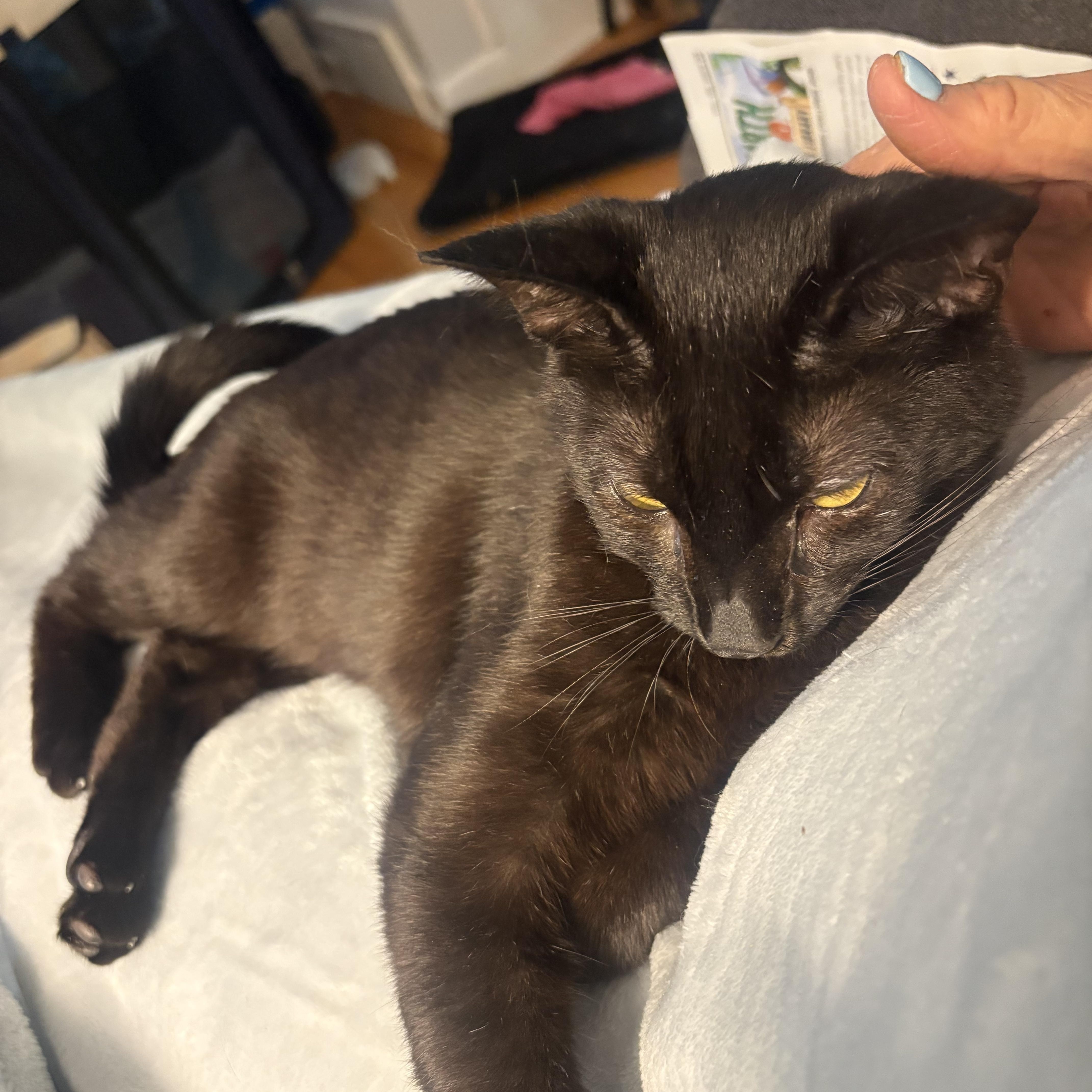 An adult medium-sized male Black Domestic Short Hair cat named Andrew for adoption in Albany, NY