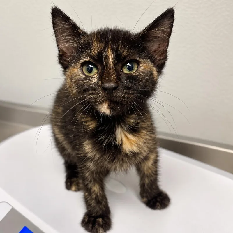 A baby small-sized female Black Domestic Short Hair cat named Cosmopolitan for adoption in Austin, TX