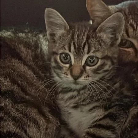 A baby small-sized female Black Domestic Short Hair cat named Bb Cream for adoption in Tacoma, WA