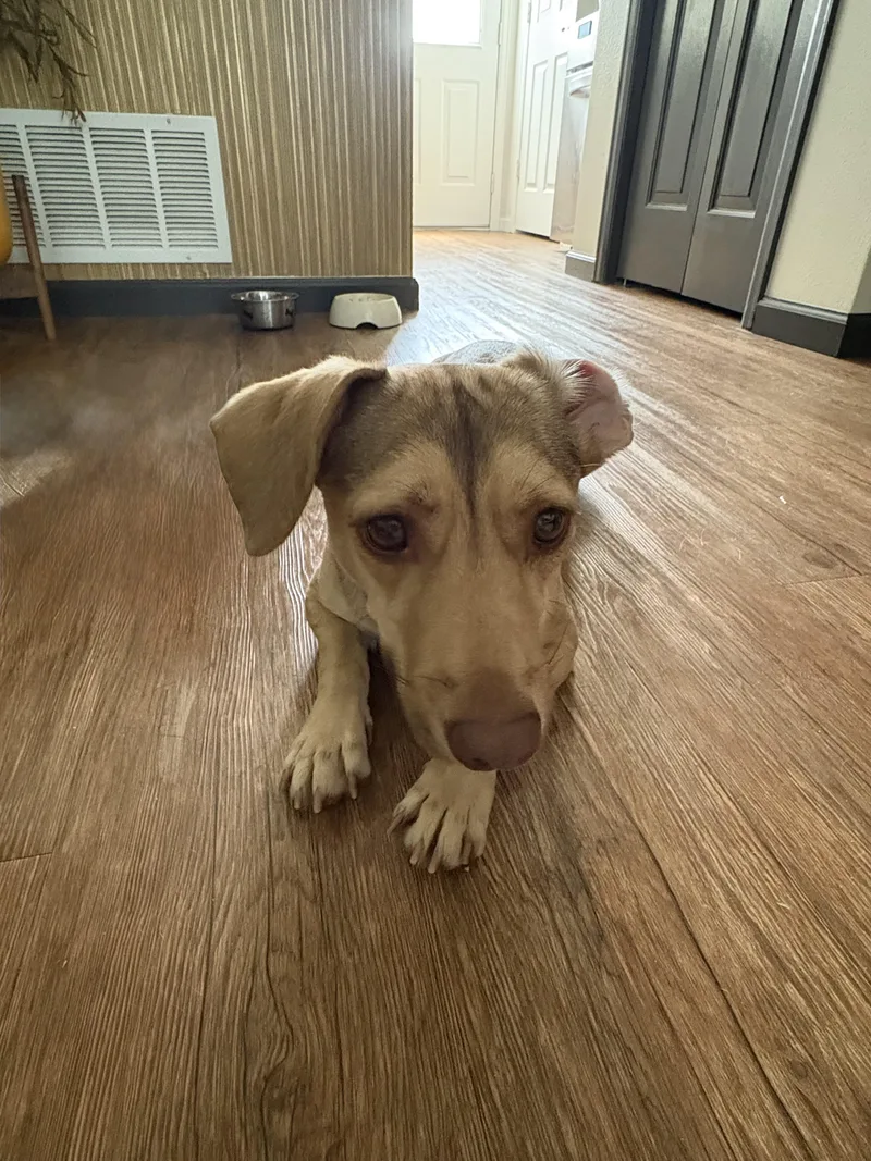 A young medium-sized male Yellow / Tan / Blond / Fawn Dachshund dog named Ollie for adoption in Boulder, CO