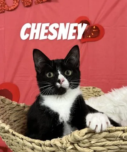 A young medium-sized female Black & White / Tuxedo Domestic Short Hair cat named Chesney for adoption in Cashiers, NC