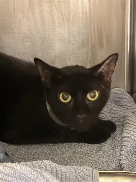 An adult medium-sized female Domestic Short Hair cat named Rumi for adoption in Houston, TX