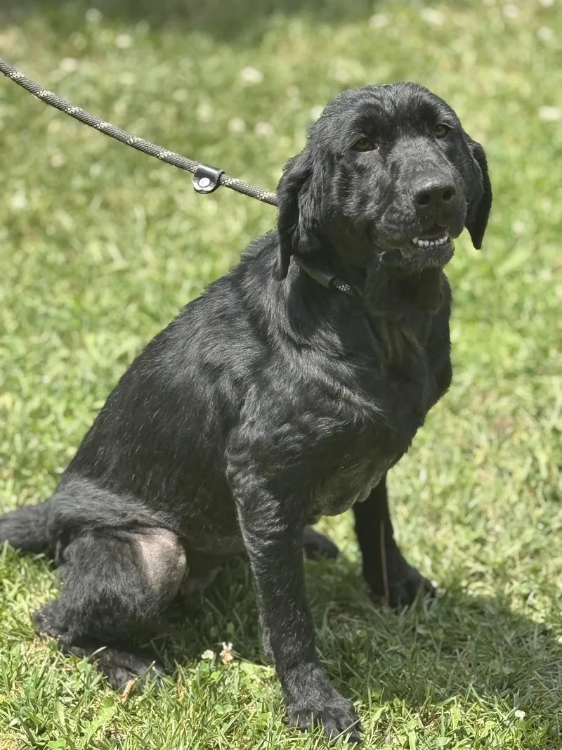A young medium-sized female Black Labrador Retriever dog named Henrietta Hippo for adoption in Meherrin, VA