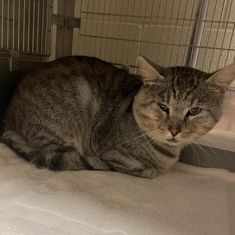 A senior large-sized male Domestic Short Hair cat named Cyril for adoption in Bristol, IN