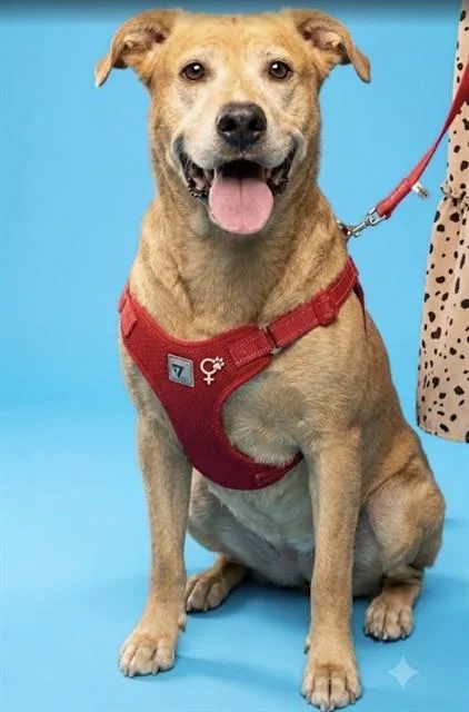 An adult large-sized female Mixed Breed dog named Sandy for adoption in Jacksonville, FL