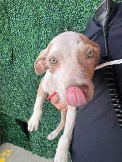A baby small-sized male Yellow / Tan / Blond / Fawn Pit Bull Terrier dog named 61379874 for adoption in El Paso, TX