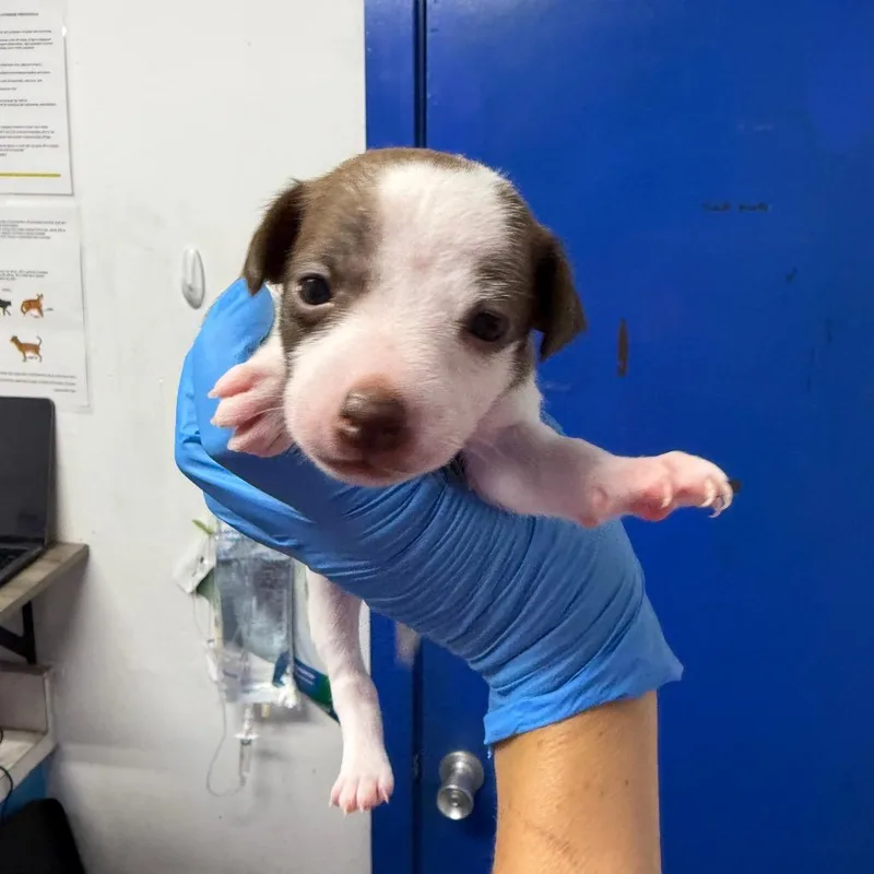 A baby small-sized male Brown / Chocolate Whippet dog named Sorbet for adoption in Wahiawa, HI
