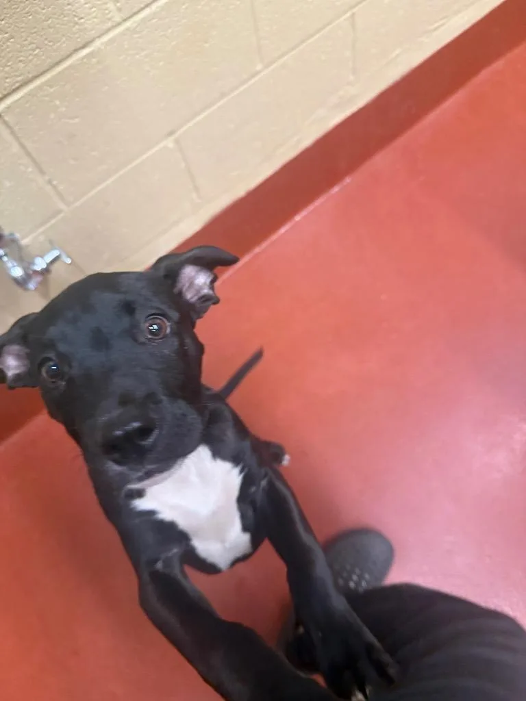 A baby medium-sized male Mixed Breed dog named Datton for adoption in Douglasville, GA