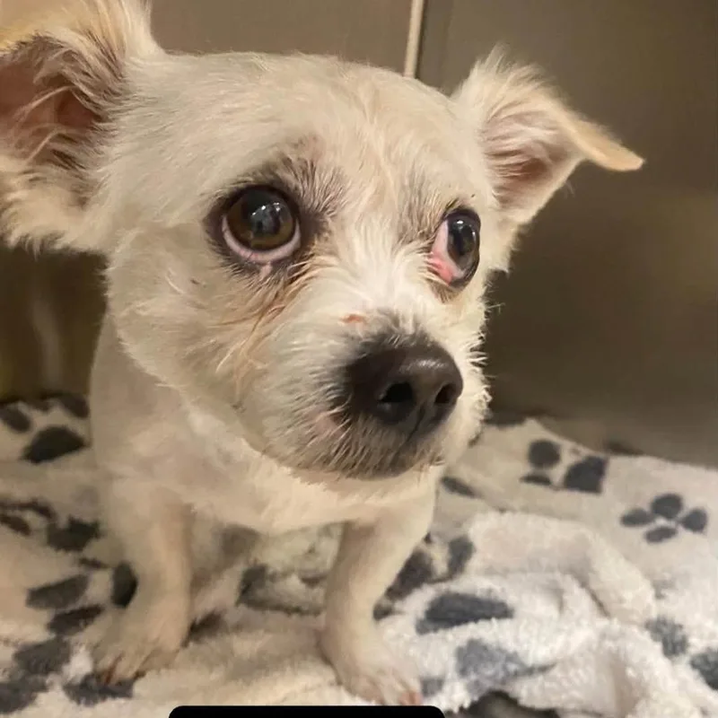 An adult small-sized male White / Cream Terrier dog named Icy for adoption in Westminster, CA
