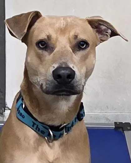 An adult medium-sized male Pit Bull Terrier dog named Rebel for adoption in Fairhope, AL