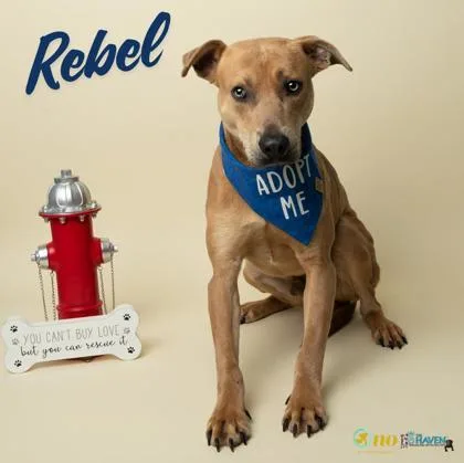 Rebel thumbnail 2