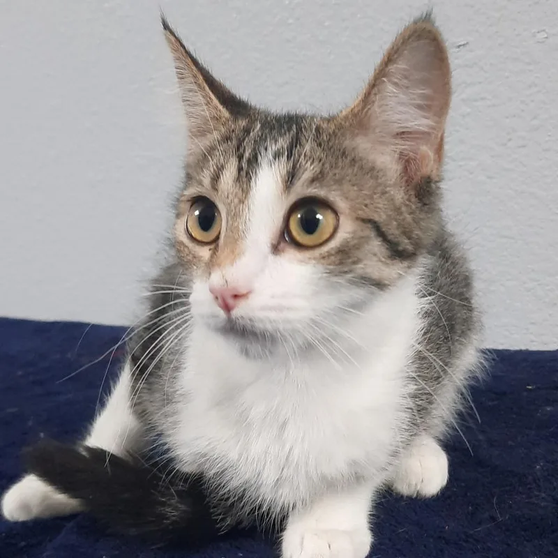 An adult small-sized female Brown / Chocolate Domestic Short Hair cat named Sunshine for adoption in Casa Grande, AZ