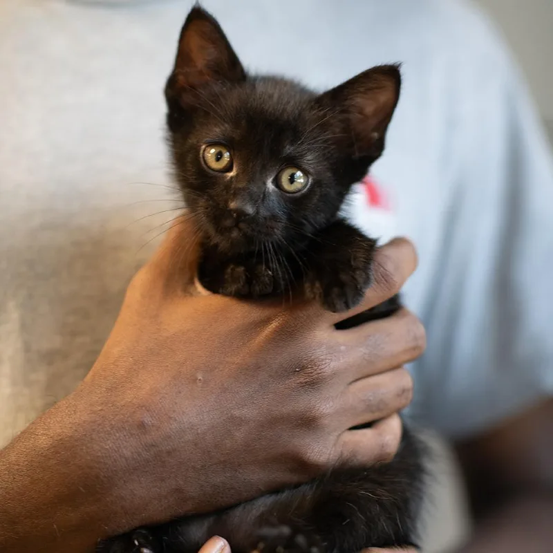 A baby small-sized male Black Domestic Short Hair cat named Diego for adoption in Bartlett, TN
