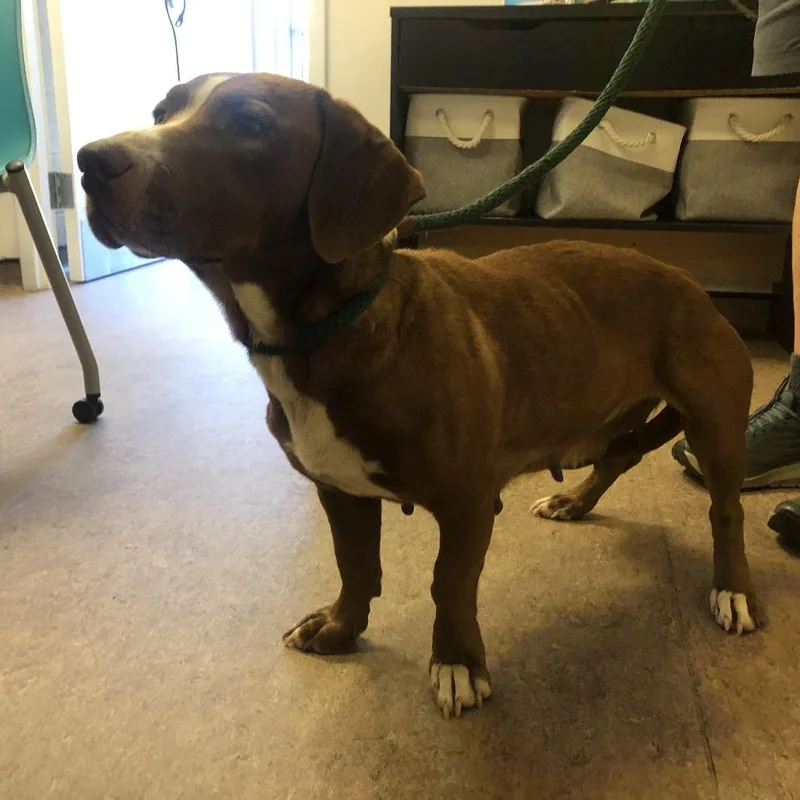 An adult medium-sized female Brown / Chocolate Basset Hound dog named Caramel for adoption in Saint Louis, MO