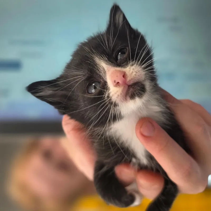 A baby small-sized male White Domestic Short Hair cat named Han Solo for adoption in Chapel Hill, NC