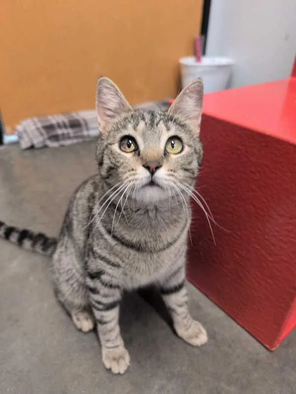 A young medium-sized female Domestic Short Hair cat named Popsy for adoption in Bonsall, CA