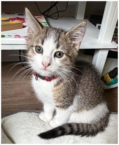 A baby medium-sized male Domestic Short Hair cat named Willie for adoption in Oak Ridge, TN