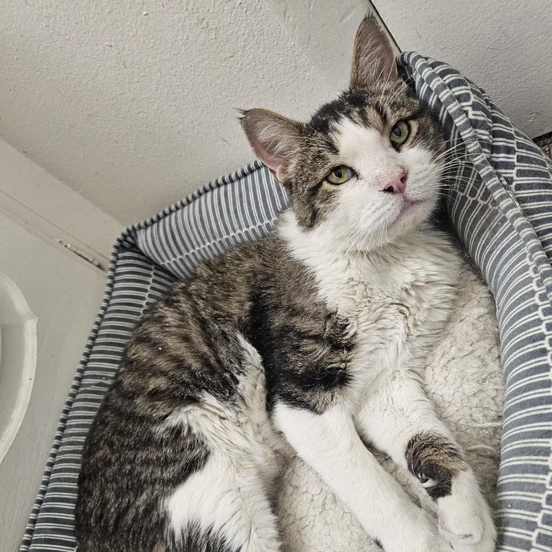 A senior medium-sized male White Domestic Short Hair cat named Beaker for adoption in Bountiful, UT