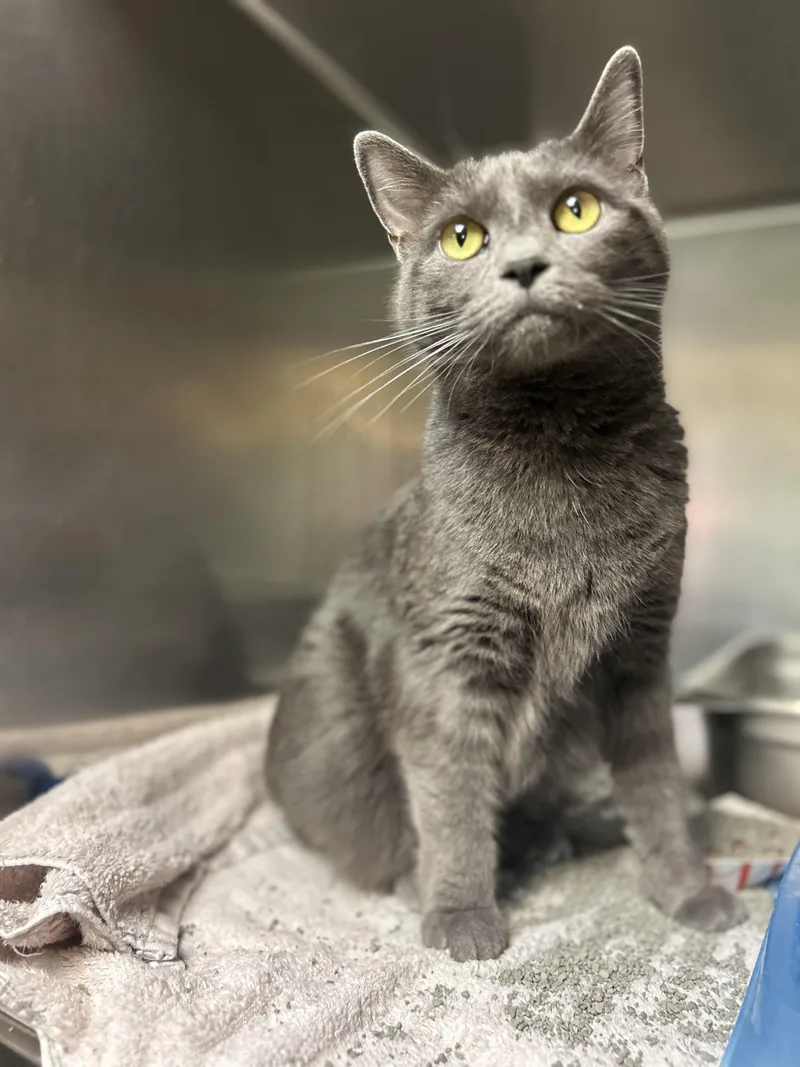 An adult medium-sized female Domestic Short Hair cat named Smokey for adoption in Myerstown, PA
