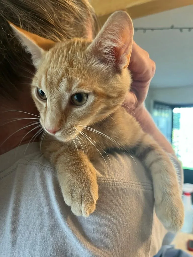 A young medium-sized male Domestic Short Hair cat named Olivia OMalley for adoption in Floyd, VA