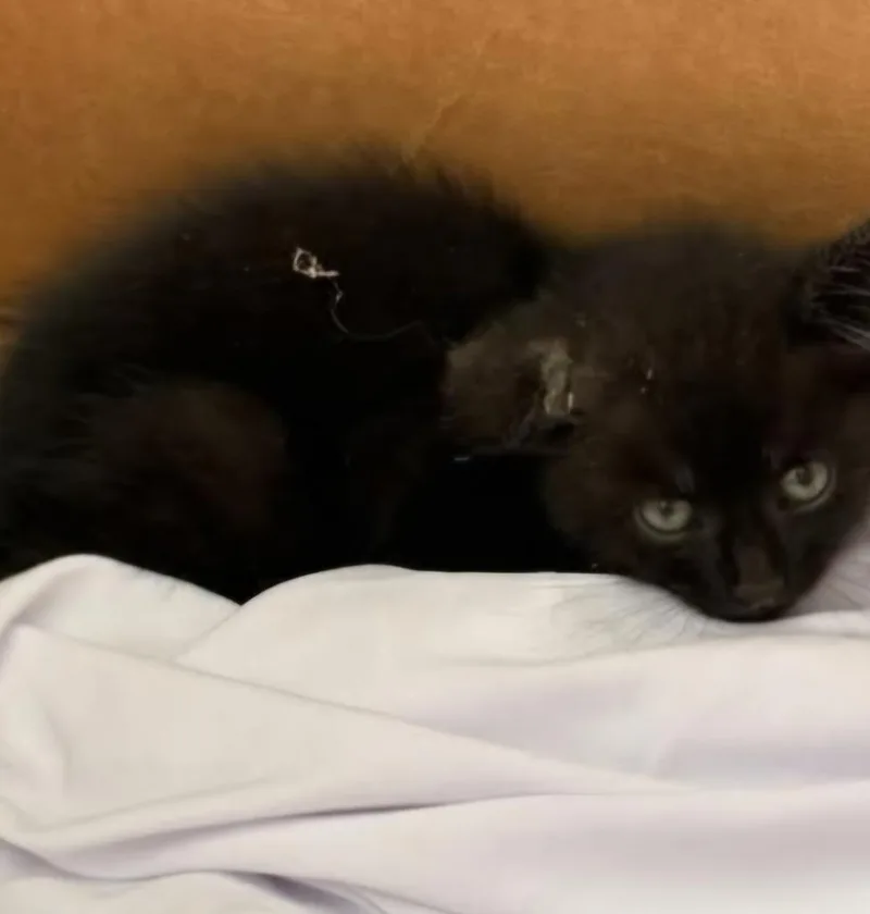 A baby small-sized male Domestic Medium Hair cat named Publix Kiten for adoption in Darien, GA