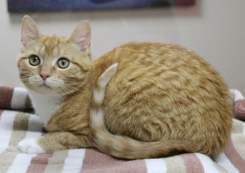 A baby medium-sized female Domestic Short Hair cat named Lark for adoption in Portage, WI