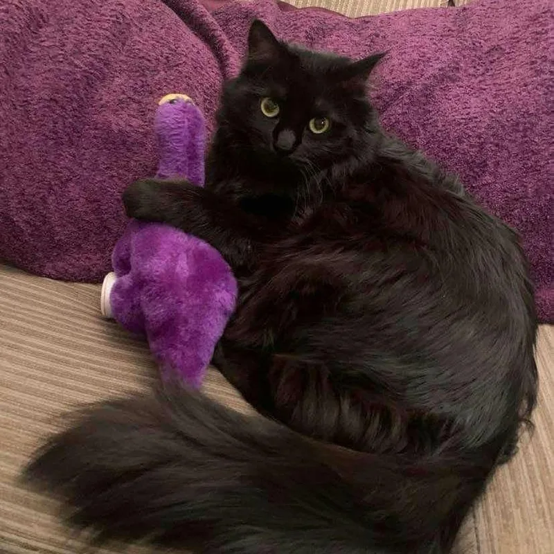 A senior medium-sized female Black Domestic Long Hair cat named Vivian for adoption in Reno, NV