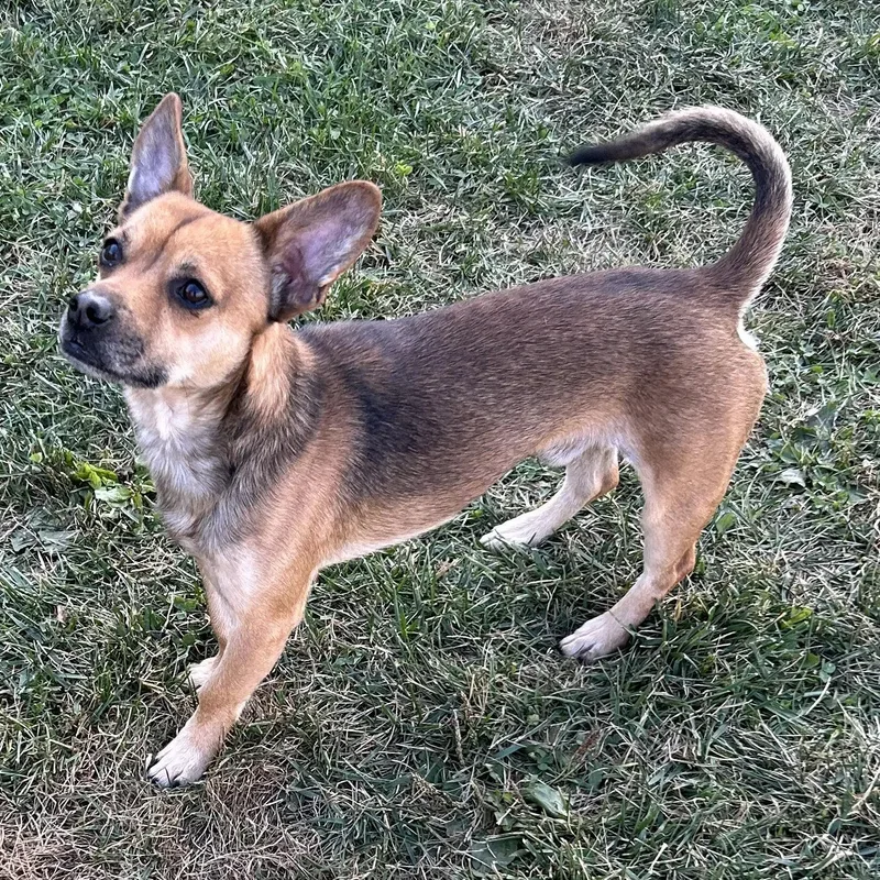A young small-sized male Dachshund dog named Donut for adoption in Norwood, OH