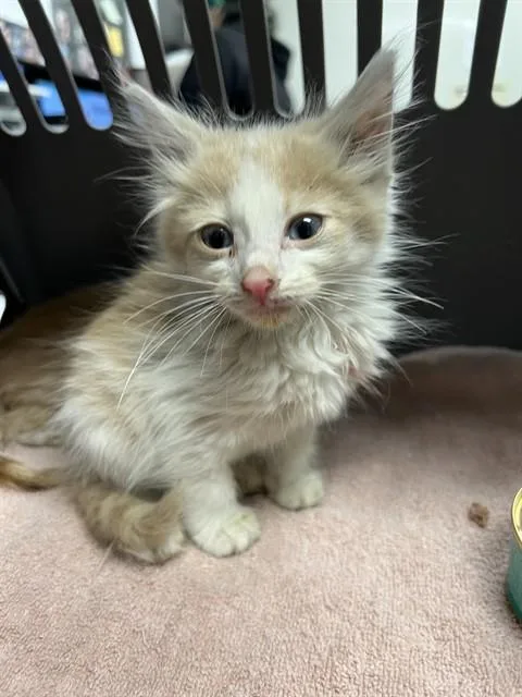 A baby small-sized male Domestic Medium Hair cat named Almond for adoption in Ontario, CA
