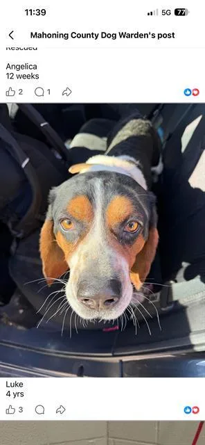 An adult medium-sized male Basset Hound dog named Bubba for adoption in Canfield, OH