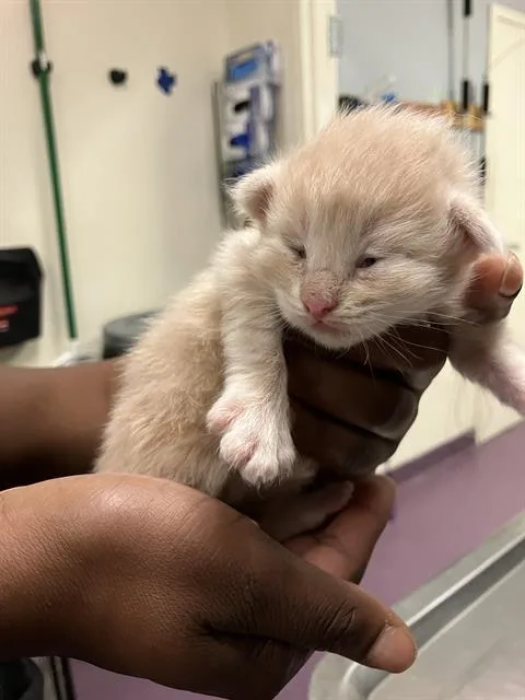 A baby small-sized male Domestic Short Hair cat named Boop for adoption in Long Beach, CA