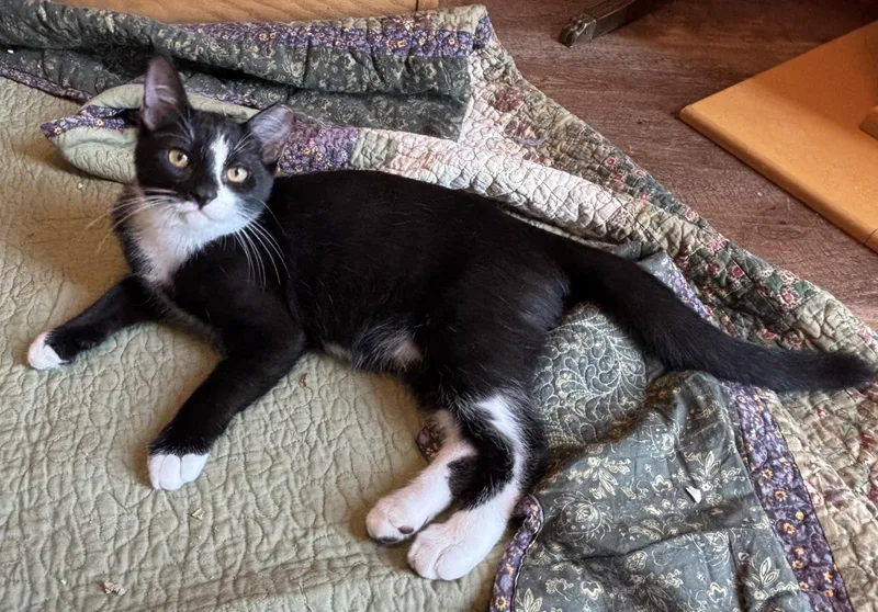 A baby medium-sized male Black & White / Tuxedo Domestic Short Hair cat named Tuxie for adoption in Sierra Vista, AZ