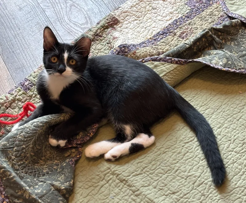 Tuxie thumbnail 2