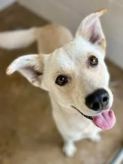 An adult medium-sized male Labrador Retriever dog named Austin A for adoption in Sherman, TX